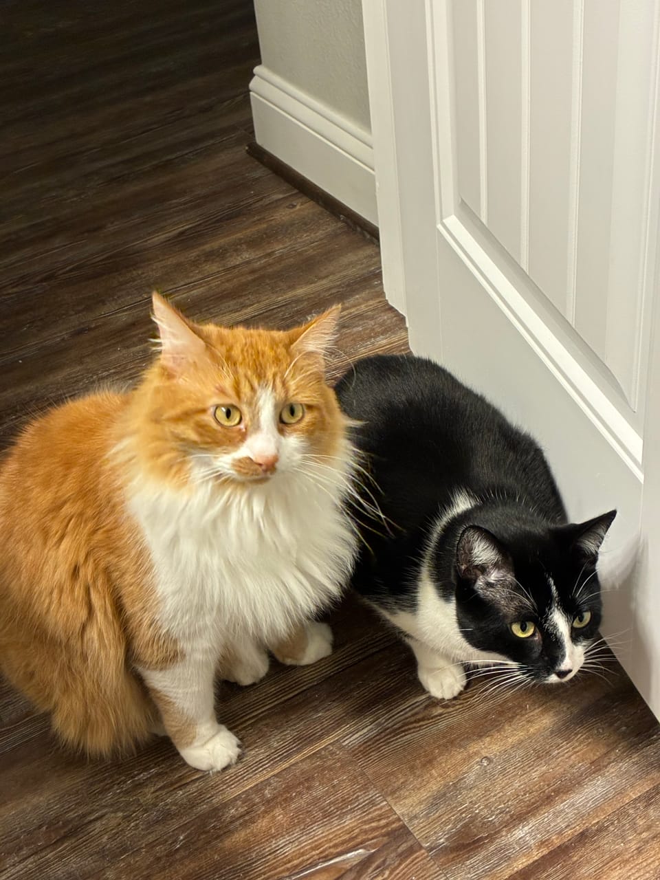 Cats